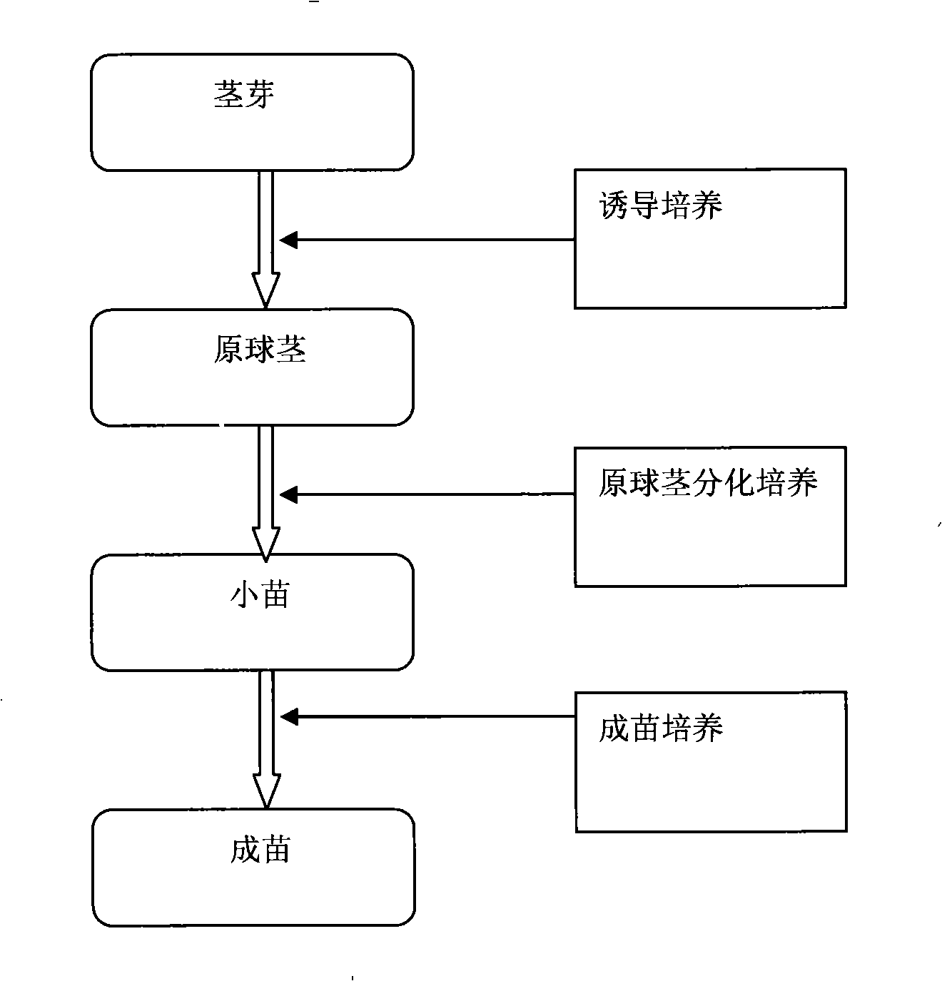 Tissue culture method for rapid propagation of Dendrobium candidum