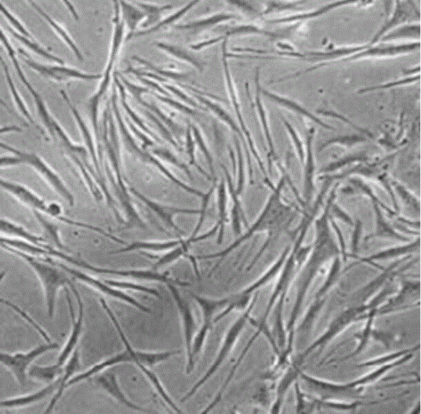 Method for extracting active components of skin stem cells