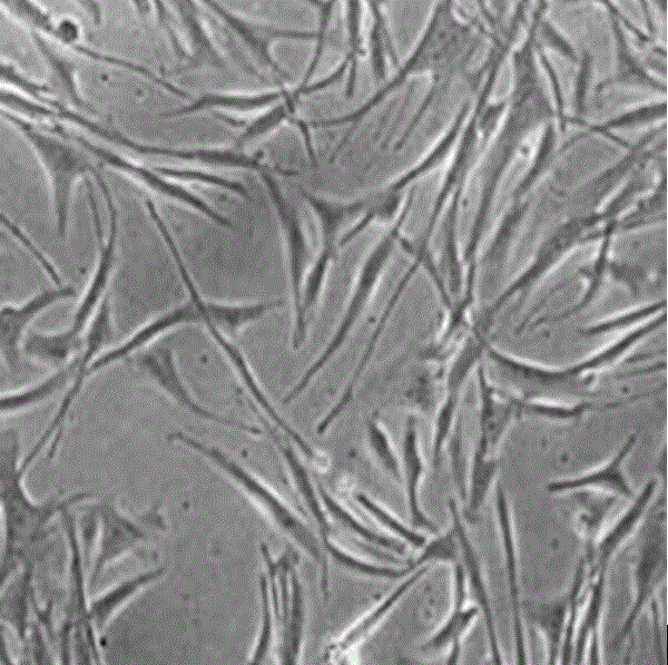 Method for extracting active components of skin stem cells