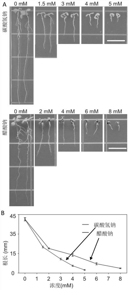 Application of ebs1 gene in enhancing Arabidopsis resistance to bicarbonate stress