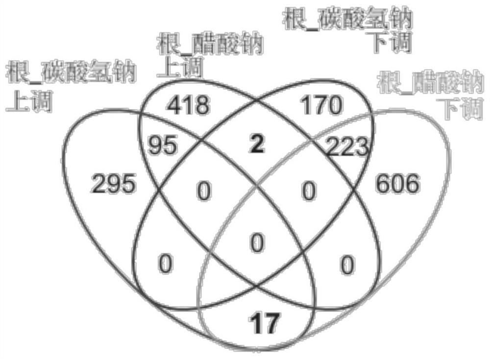 Application of ebs1 gene in enhancing Arabidopsis resistance to bicarbonate stress