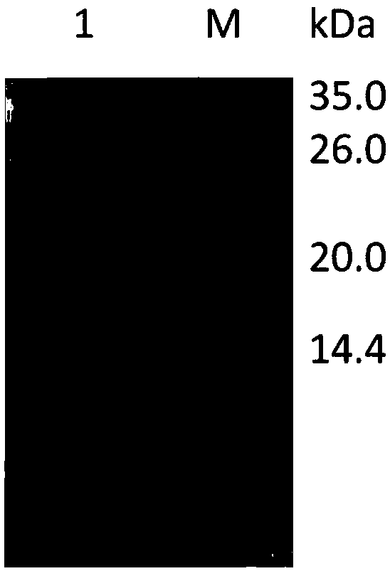 Hybrid peptide and application thereof in bacteriostasis