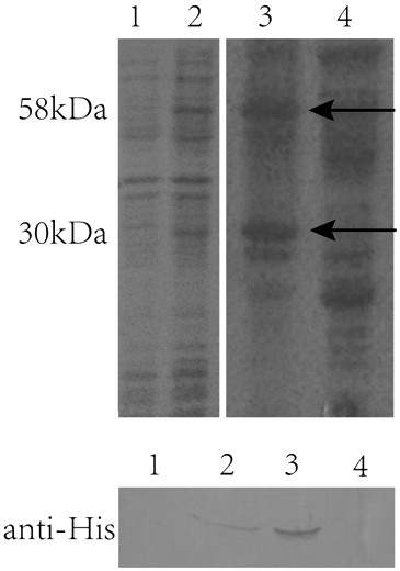 Construction method of recombinant plasmids for glutathione biosynthesis