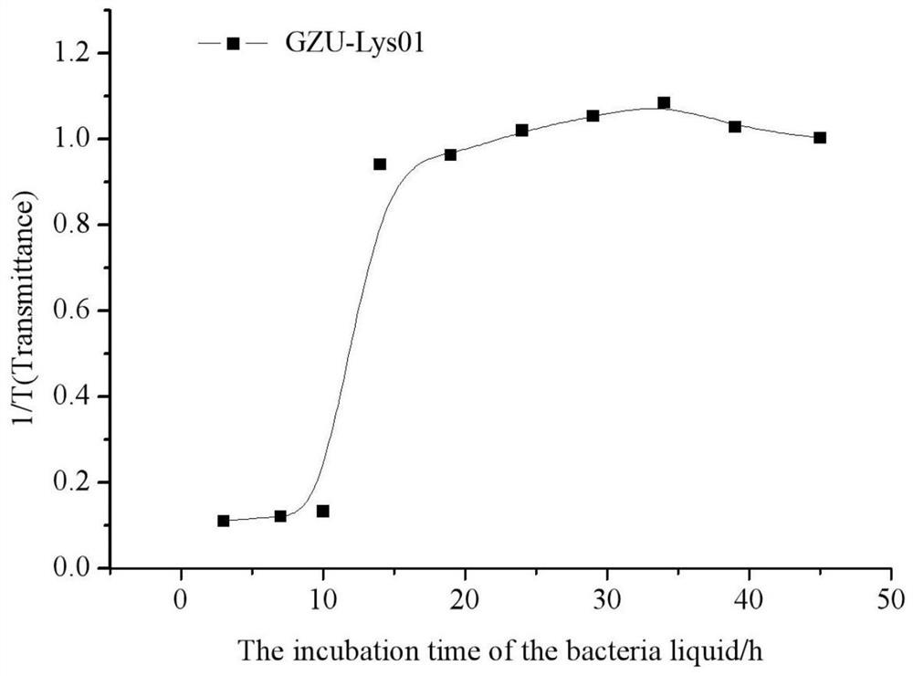 A kind of spindle-shaped lysine bacillus strain and its application