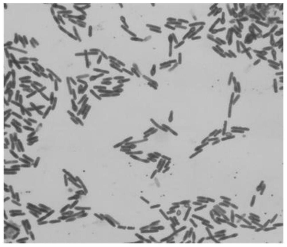 A kind of spindle-shaped lysine bacillus strain and its application