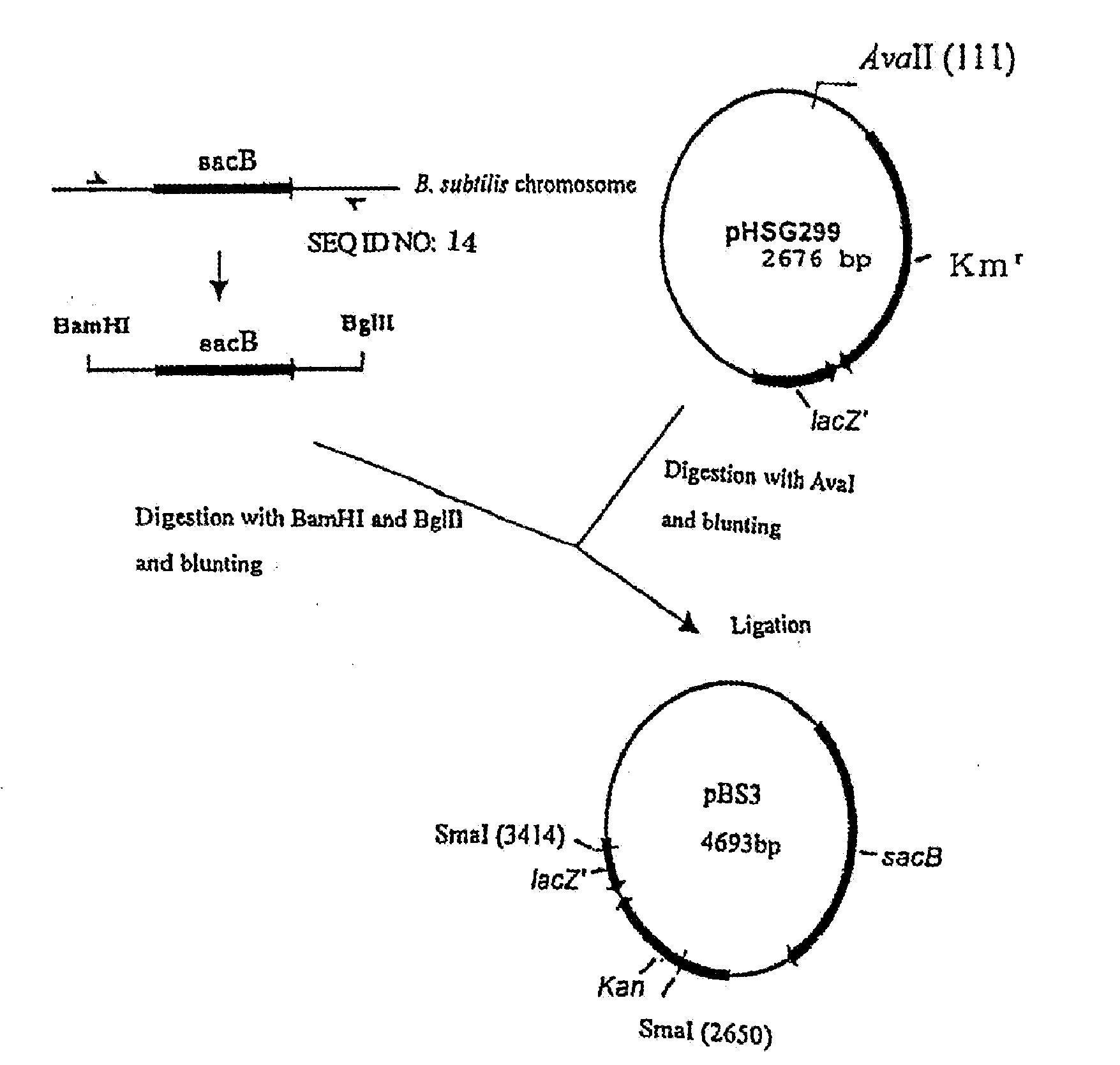 L-glutamic acid-producing microorganism and a method for producing l-glutamic acid