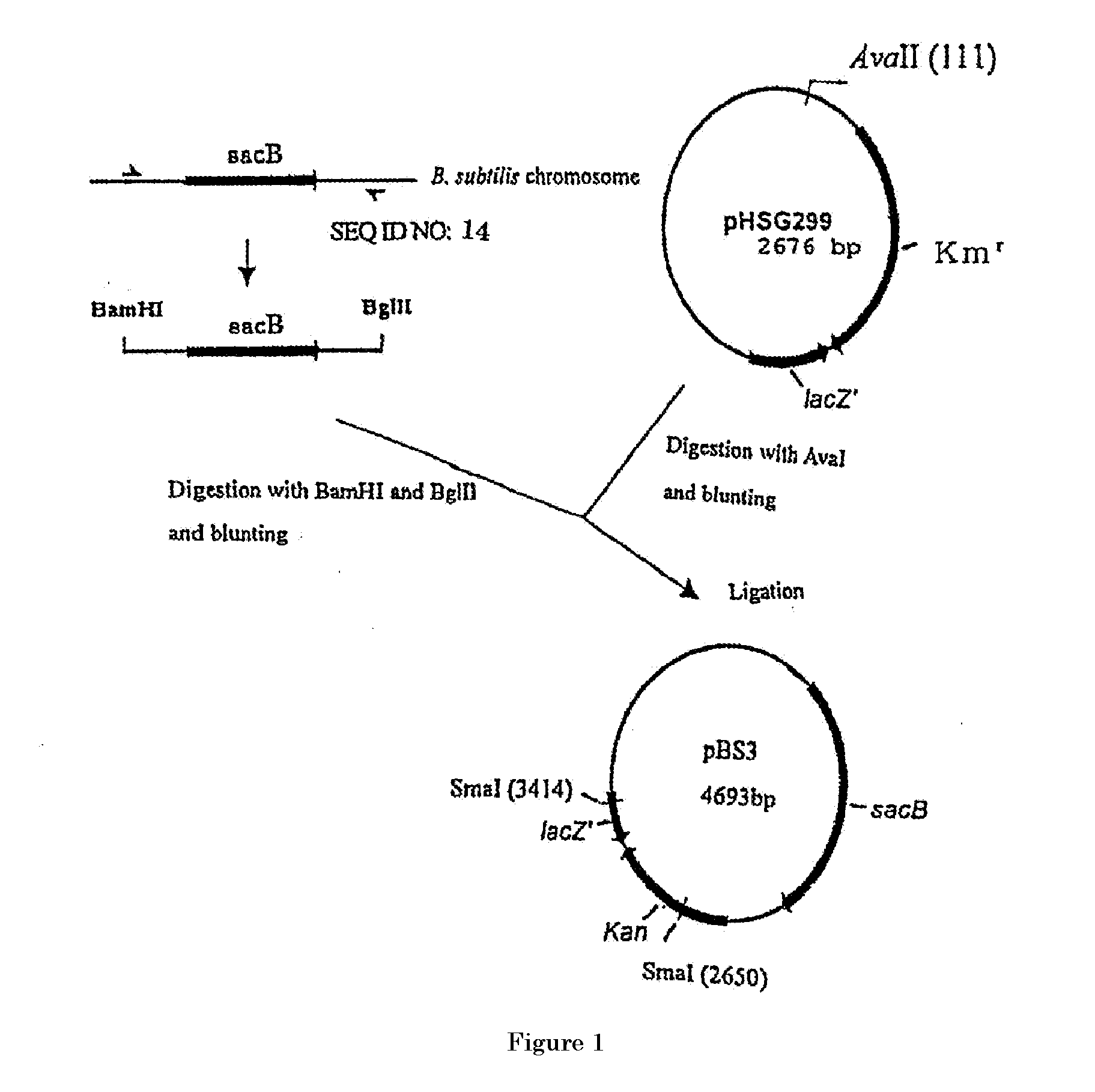 L-glutamic acid-producing microorganism and a method for producing l-glutamic acid