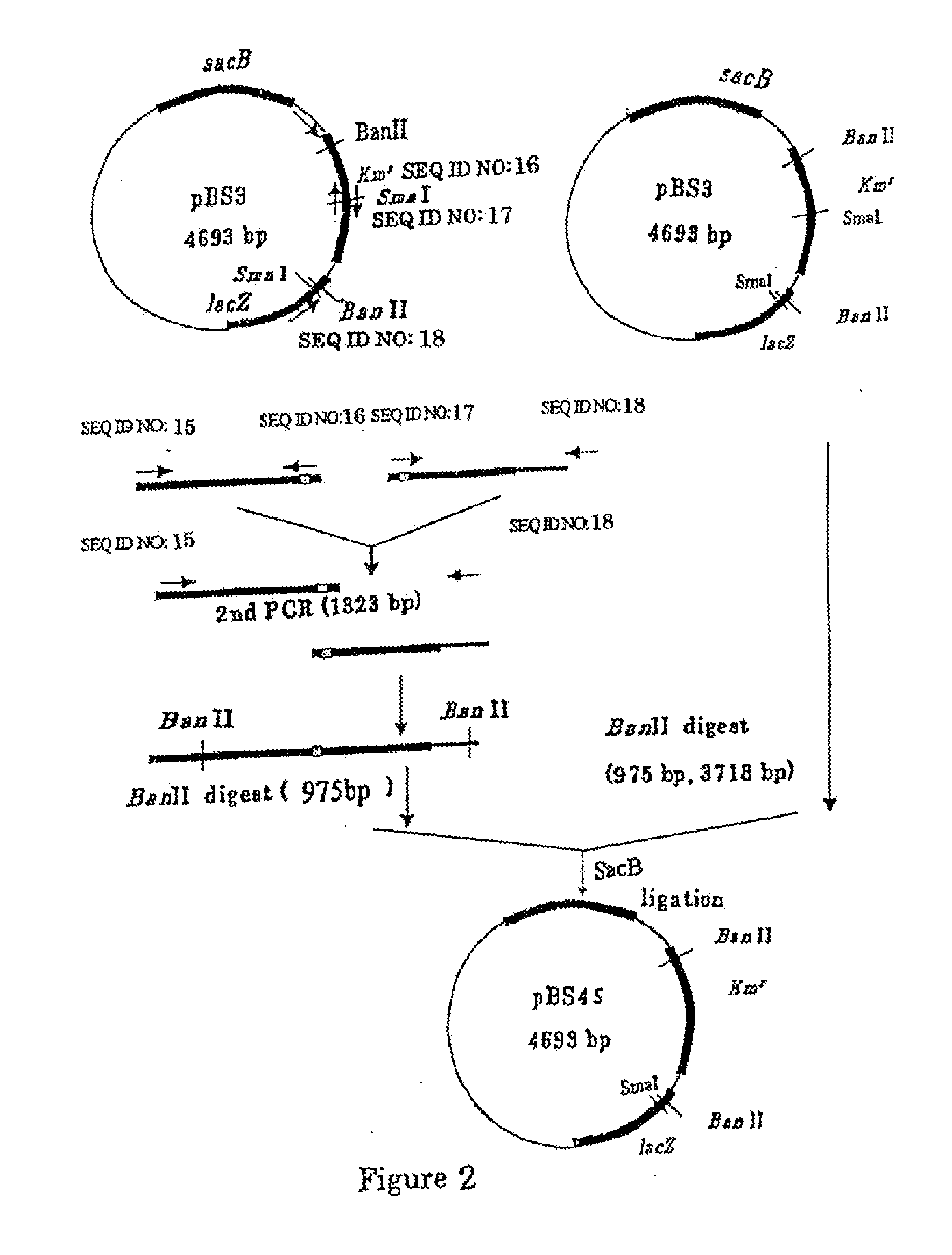 L-glutamic acid-producing microorganism and a method for producing l-glutamic acid