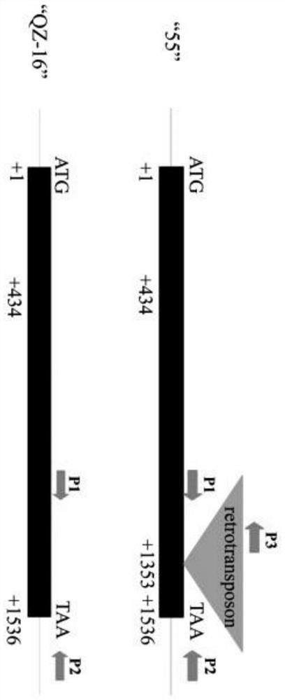 InDel marker for identifying radish flower color control gene and application thereof