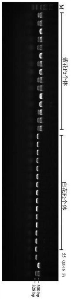 InDel marker for identifying radish flower color control gene and application thereof