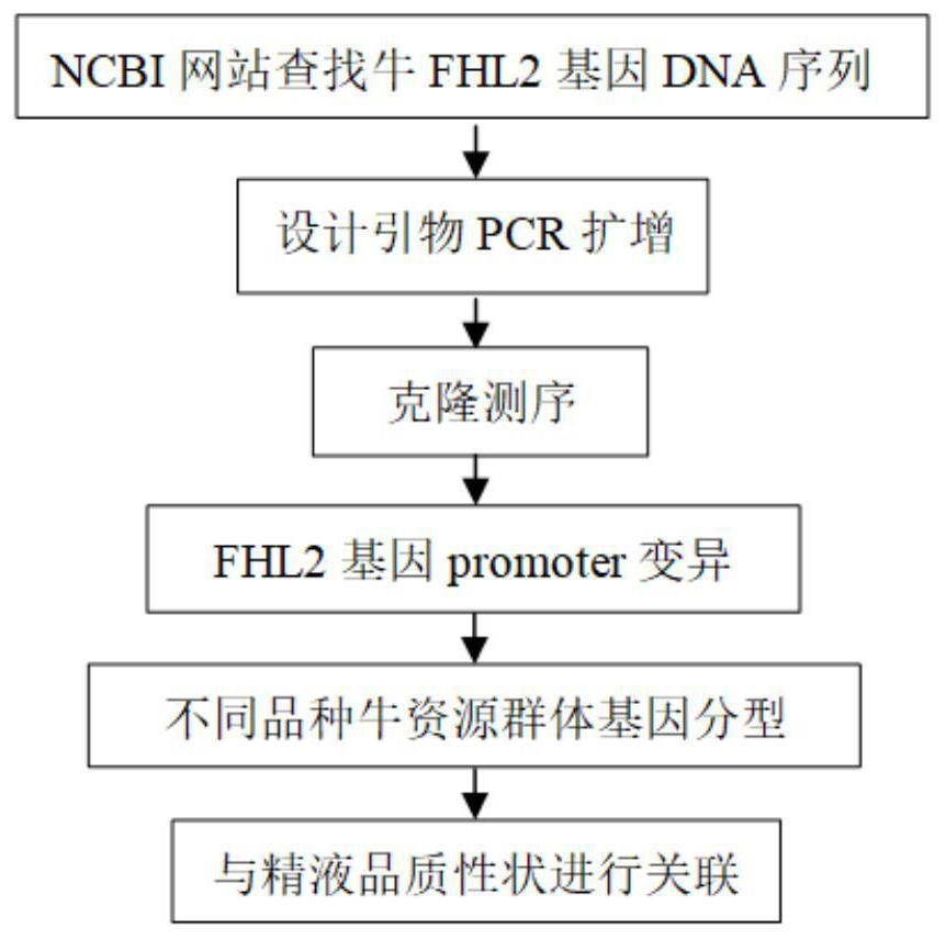 Genetic marker for evaluating quality of bovine semen and application of genetic marker