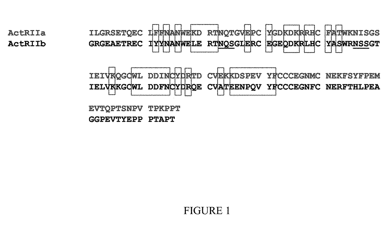 Methods and compositions for treating ineffective erythropoiesis