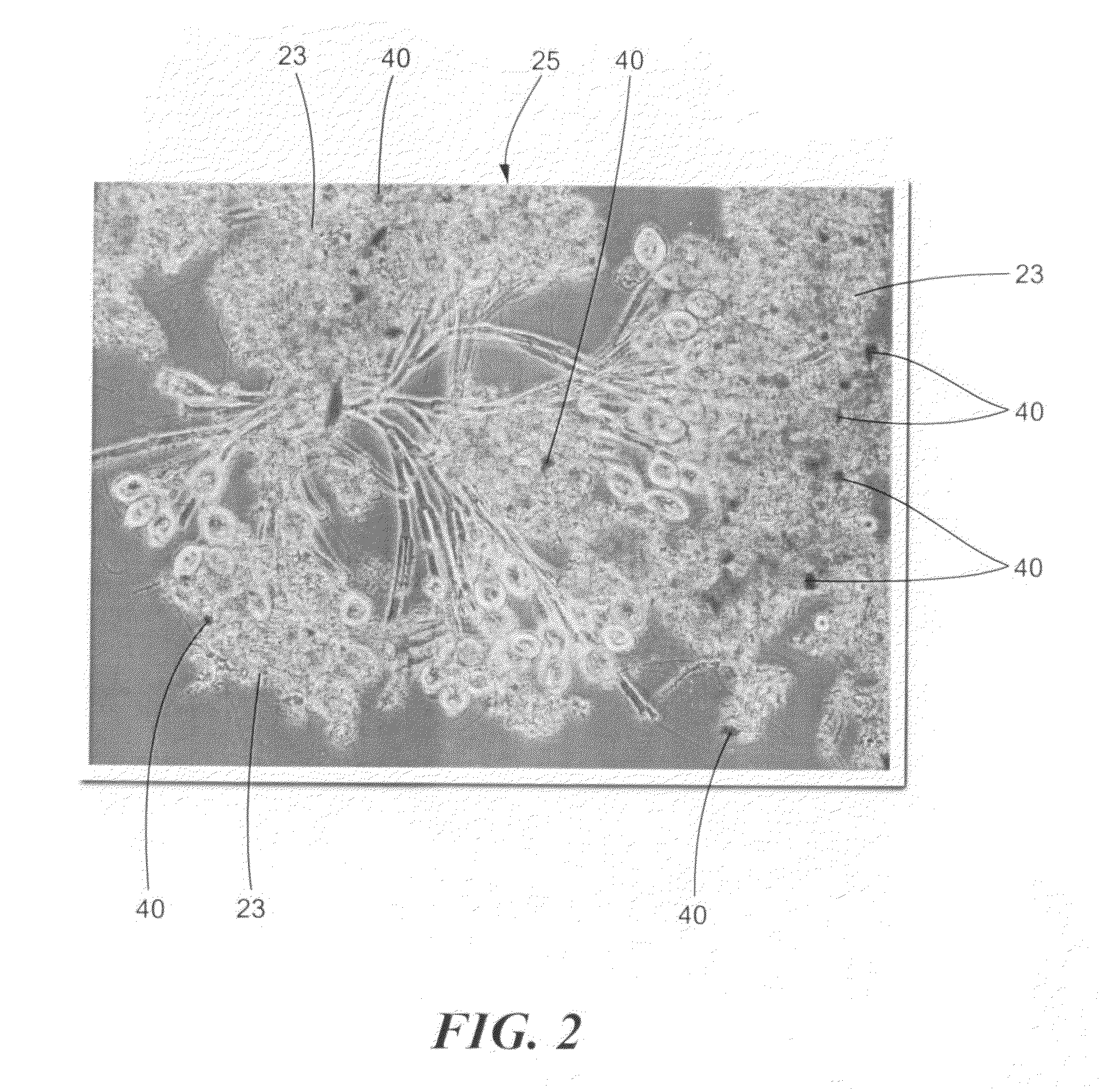 System and method for enhancing an activated sludge process