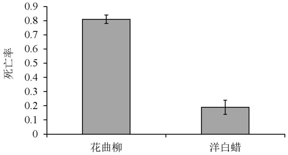 Application of glucosinolate in preparation of product for preventing and treating narrowleaf knotweed herb and insect-resistant breeding