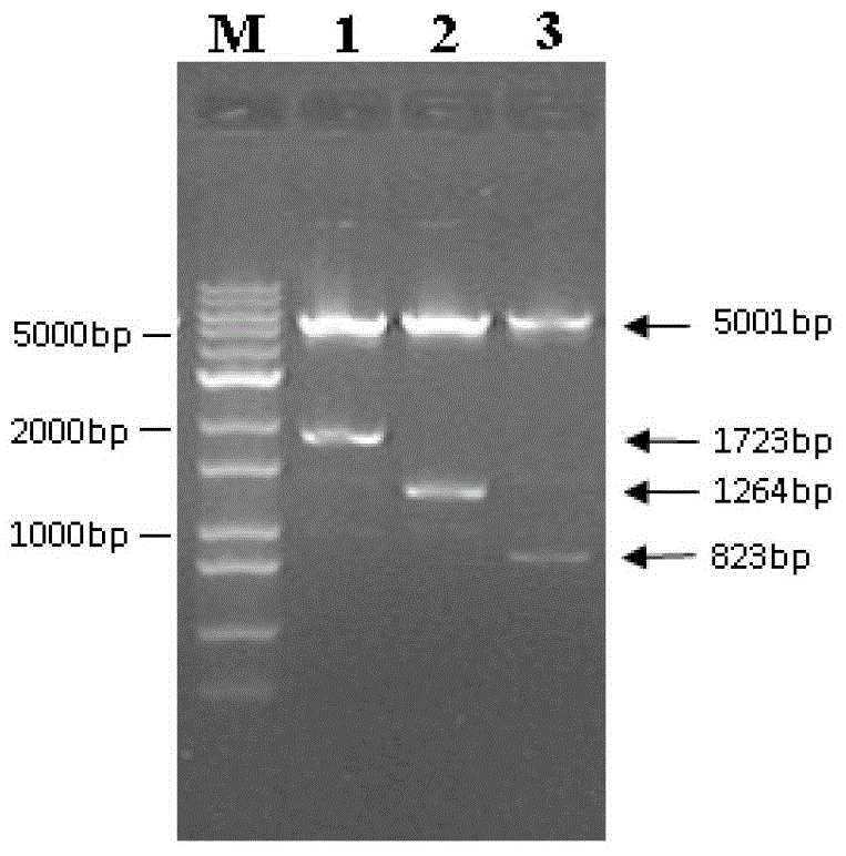 A highly resistant tumv rna and the rnai vector encoding the rna