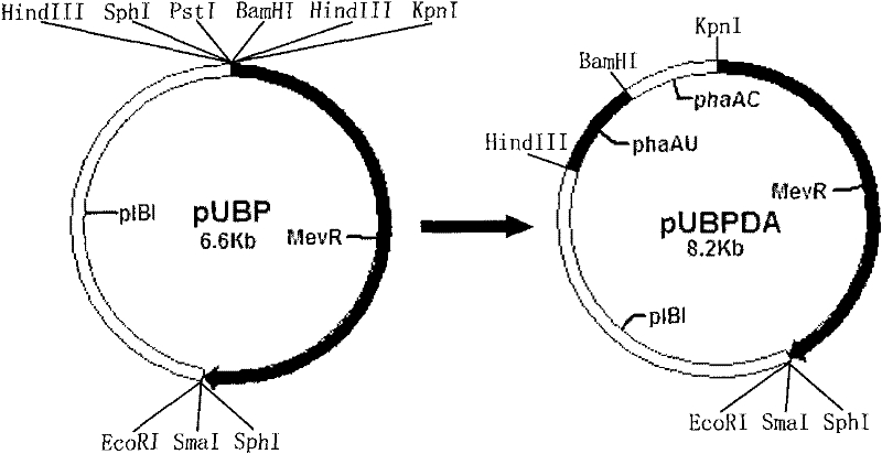 A kind of β-ketothiolase related to the 3-hv monomer synthesis of phbv, its coding gene and application