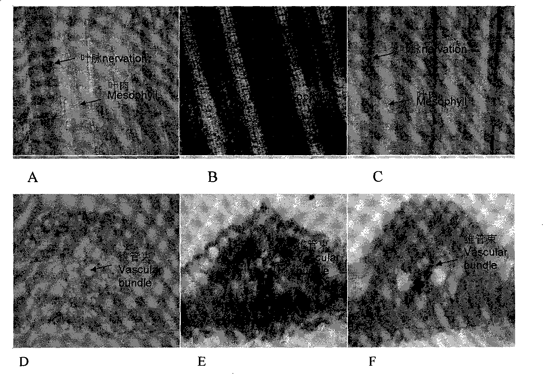 Plants lamina vascular bundle specificity expressive promotor and application thereof