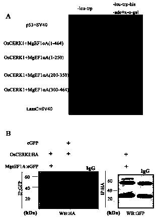 A translation elongation factor mg-eef1a of root-knot nematode graminaceae and its application in the control of plant diseases