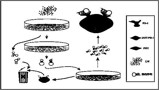 Screening and identification method for aptamer of T cell immunity check point PD-1 and antitumor application