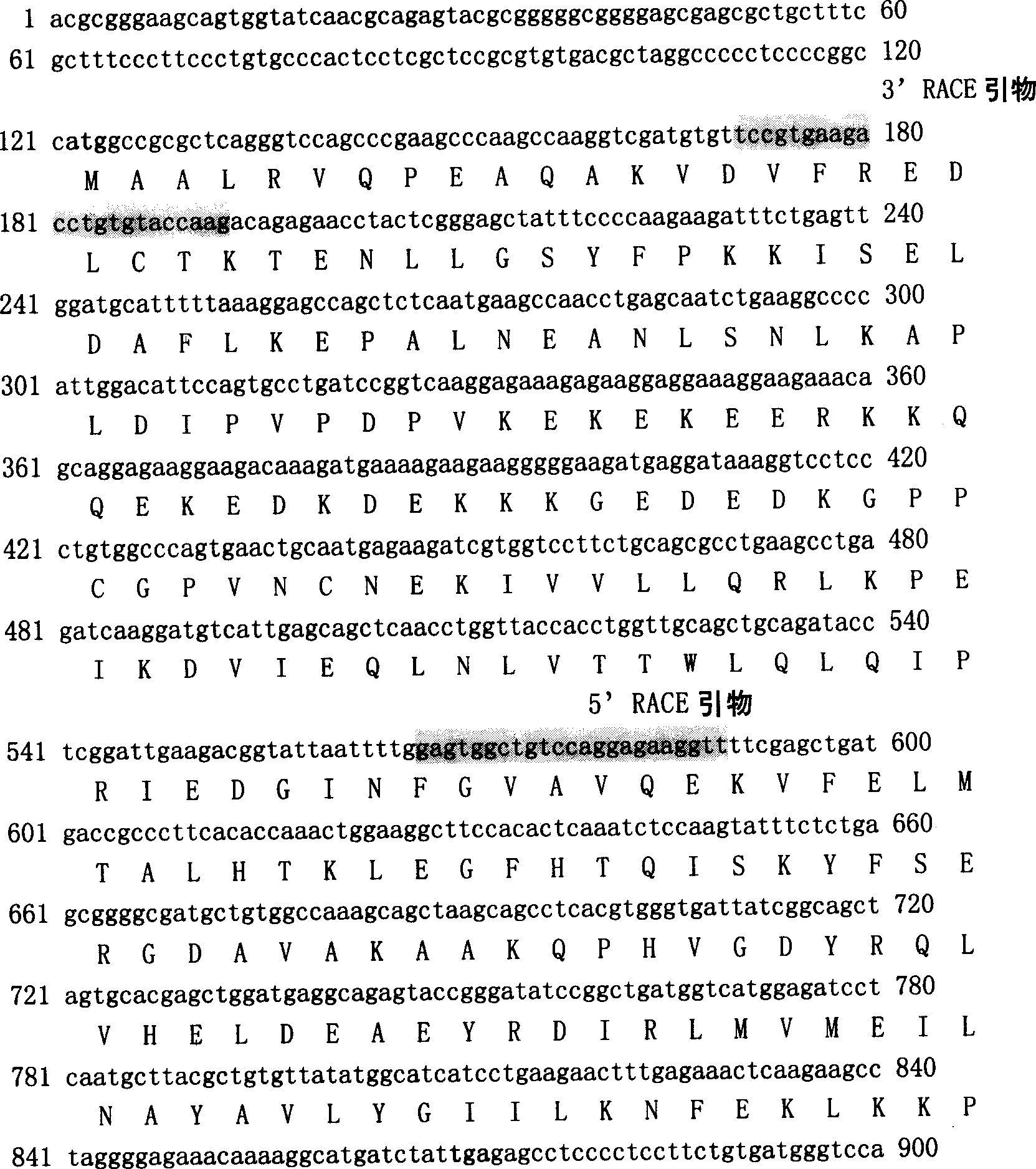 Heavy PSME1 gene for pig to pass breast, and its prepn. method