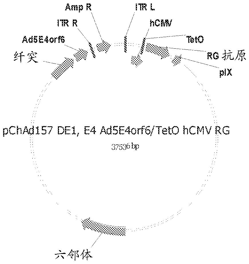 Adenovirus polynucleotides and polypeptides