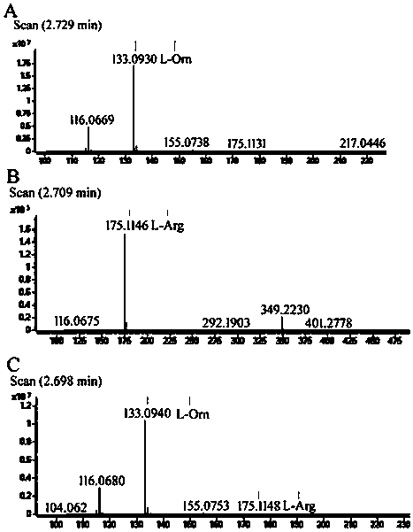 A method for immobilizing human arginase-1 by surface display