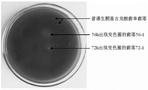 High-throughput screening method for fast-growing type acid-producing strains of ketogulonigenium vulgare