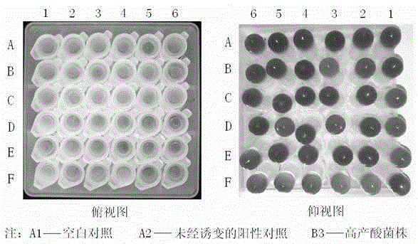 High-throughput screening method for fast-growing type acid-producing strains of ketogulonigenium vulgare