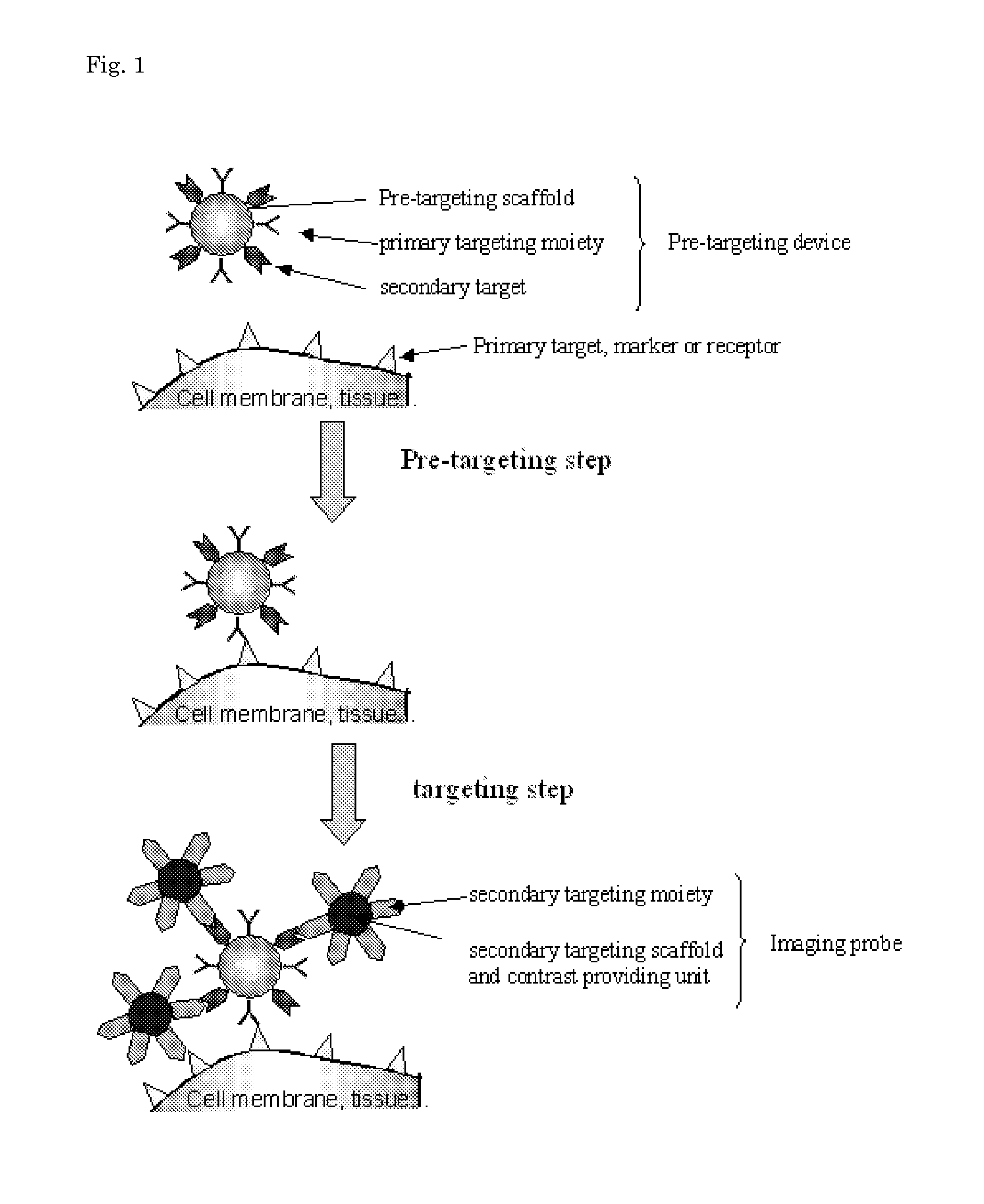 Pretargeting kit for imaging or therapy comprising a trans-cyclooctene dienophile and a diene