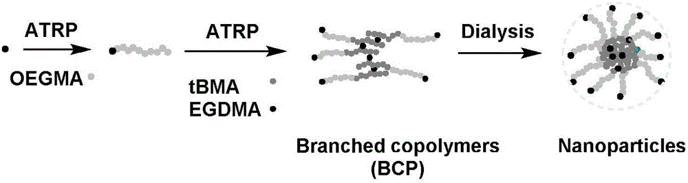 Ultra-mild crosslinking hyperbranched structure polymer nanometer slow-release material and preparation method and application thereof