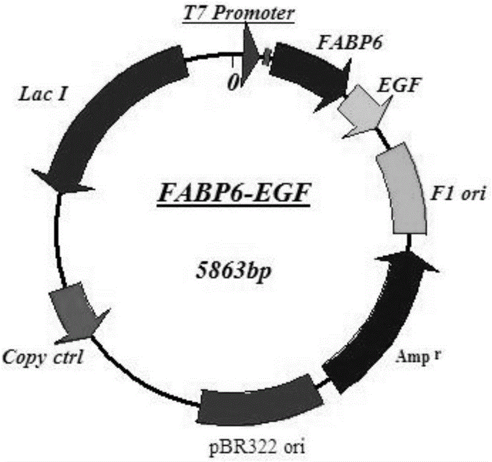 Expression vector for soluble epidermal growth factor fusion protein and application thereof