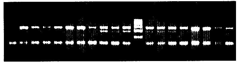 Method for rapidly detecting third exon single base mutation of myostatin gene