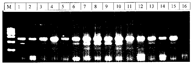 Method for rapidly detecting third exon single base mutation of myostatin gene