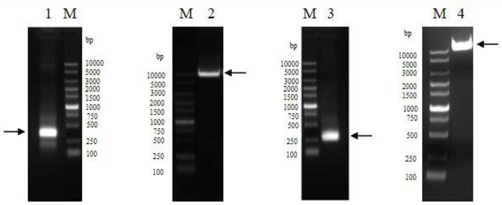 A kind of anti-human tslp monoclonal antibody and application thereof