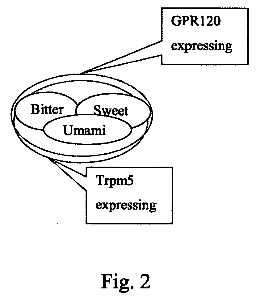 Fat Taste Receptors and Their Methods of Use