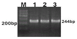 A Method for Identifying Eel Species Based on DNA Barcodes