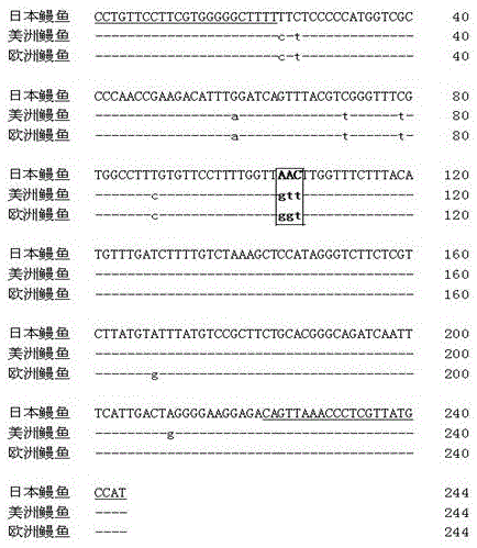 A Method for Identifying Eel Species Based on DNA Barcodes