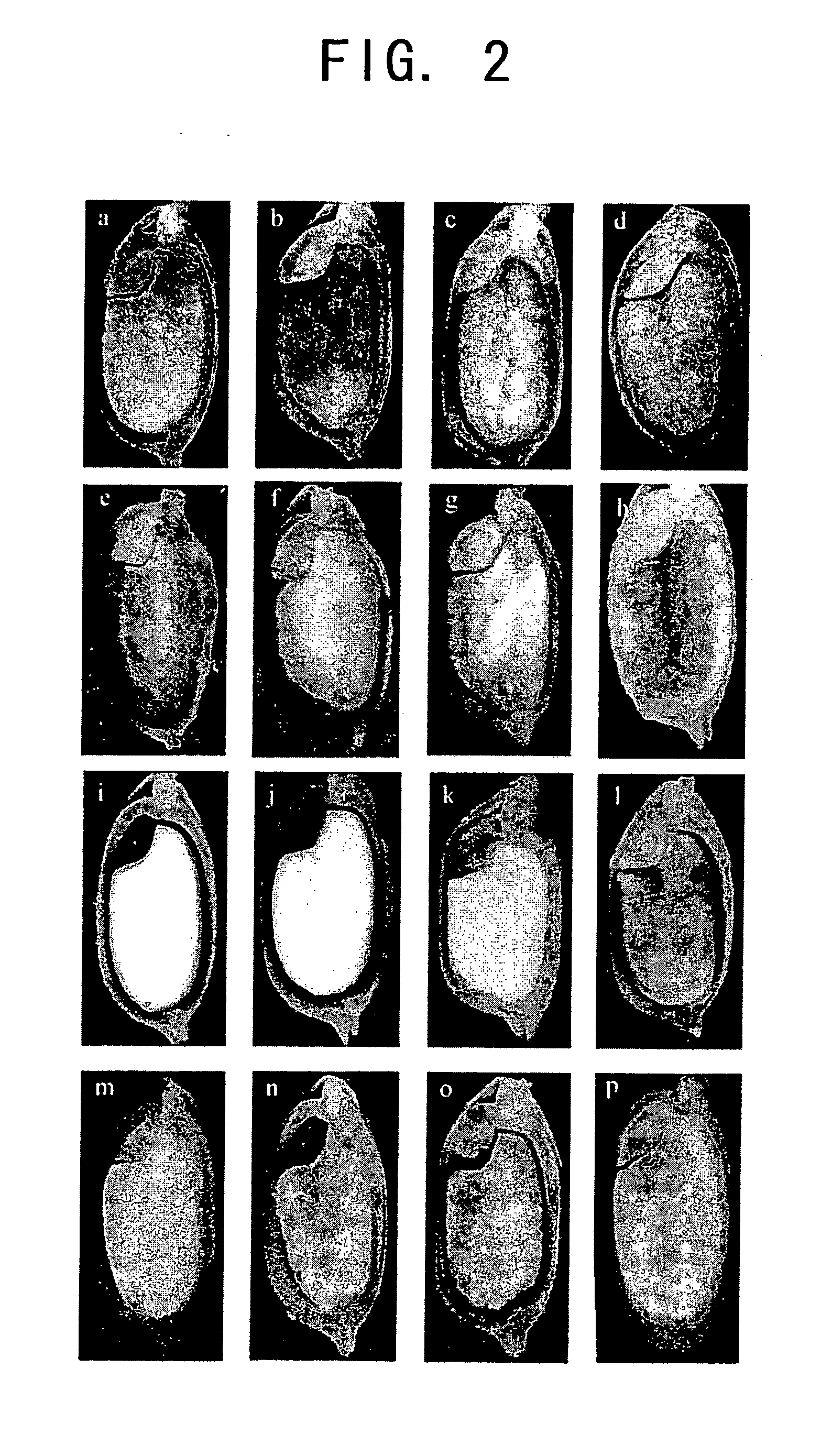 Seed-specific gene promoters and uses thereof