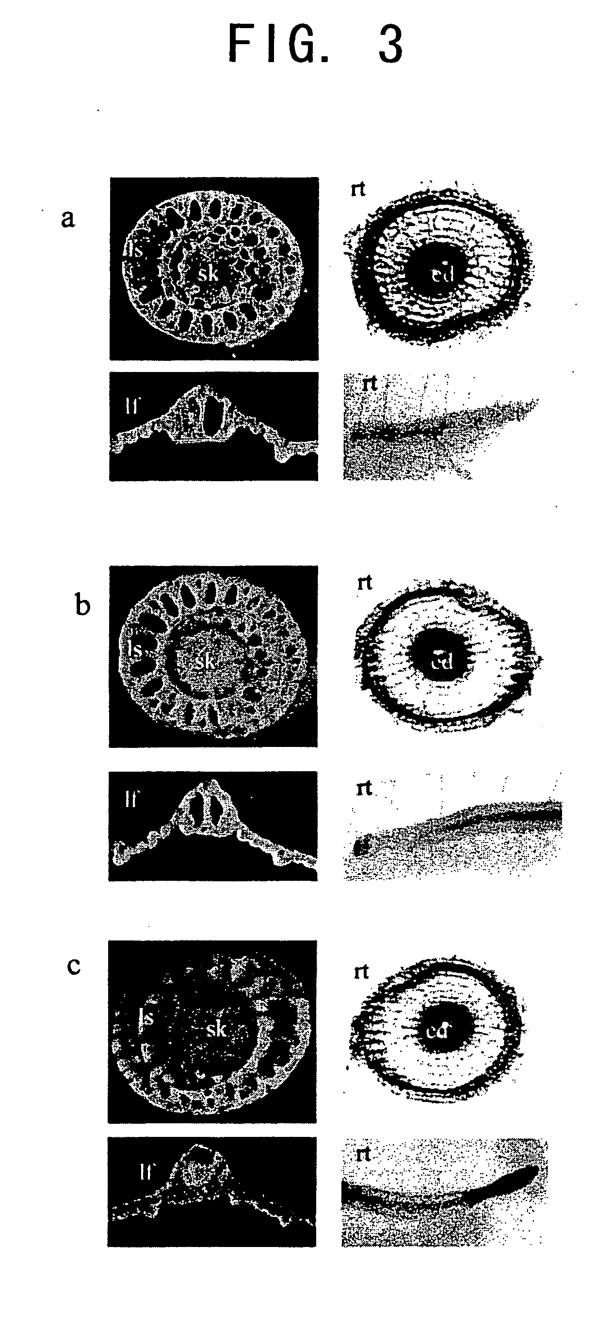 Seed-specific gene promoters and uses thereof