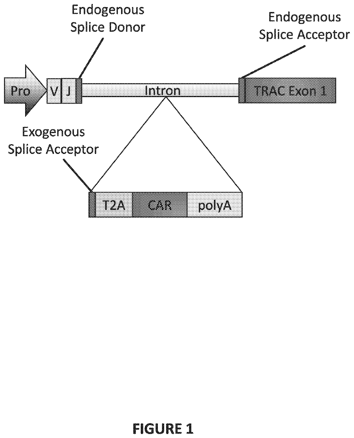 Genetically-modified t cells comprising a modified intron in the t cell receptor alpha gene