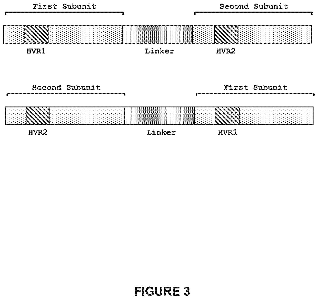 Genetically-modified t cells comprising a modified intron in the t cell receptor alpha gene