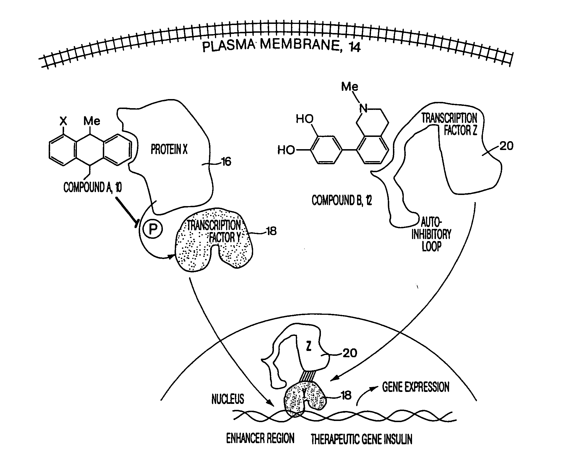 Screening system for identifying drug-drug interactions and methods of use thereof