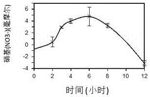 Application of red beet as edible plant source nitric oxide replenisher