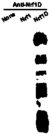 Immunogen for obtaining Nrf1D protein antibody, Nrf1D protein antibody and Elisa detection kit