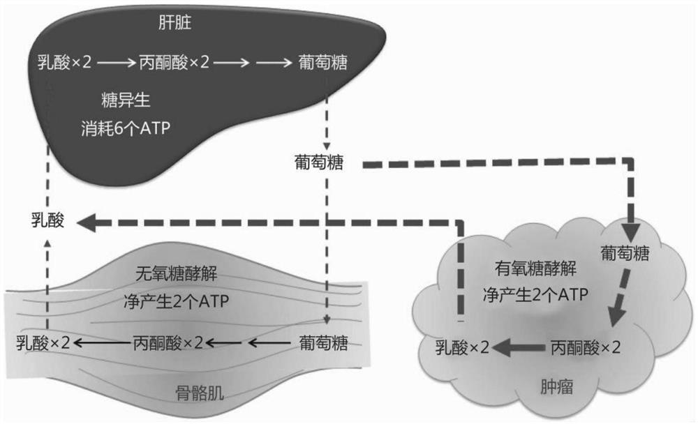 Pharmacological prediction method for anti-tumor angiogenesis key targets of oldenlandia diffusa