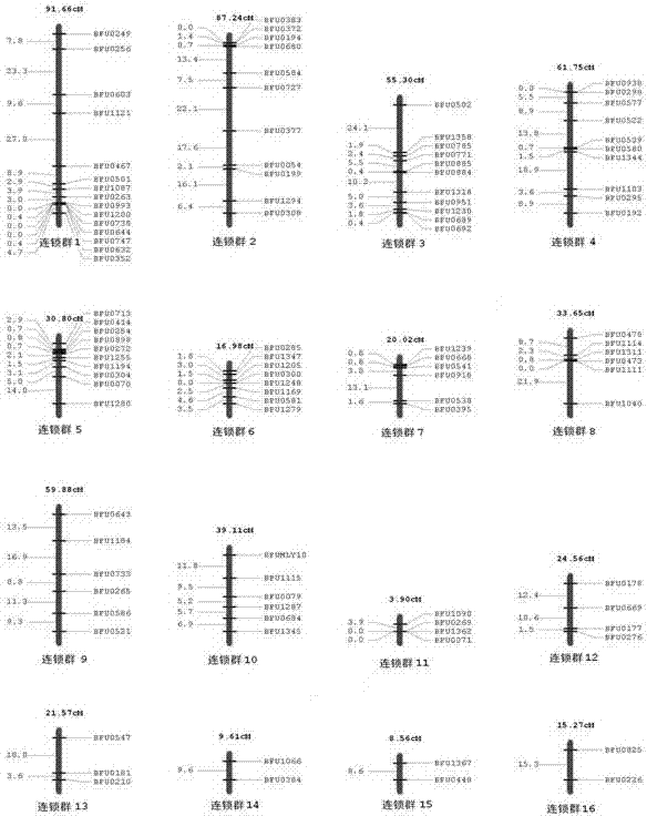 Construction method of date tree SSR (Simple Sequence repeat) marker molecular genetic map