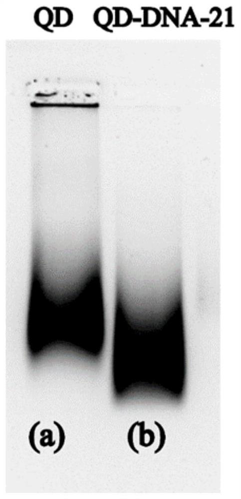 A quantum dot-magnetic bead miRNA sensor based on dsn enzyme and its preparation method and detection method