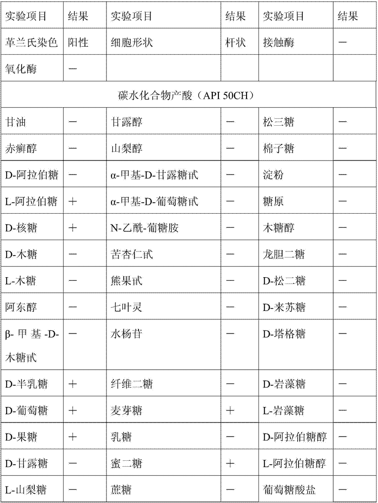 Lactobacillus caucasus JMCC0101 with antioxidant function, and screening method and application thereof