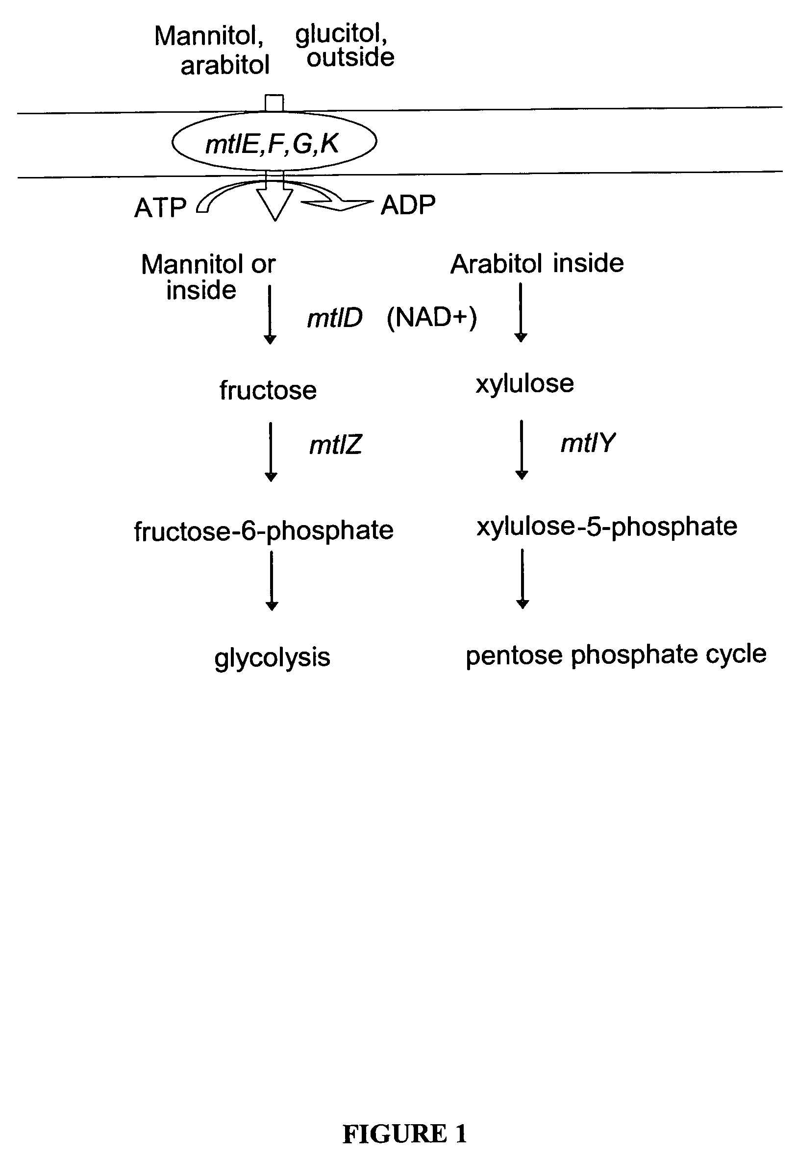 Mannitol induced promoter systems in bacterial host cells