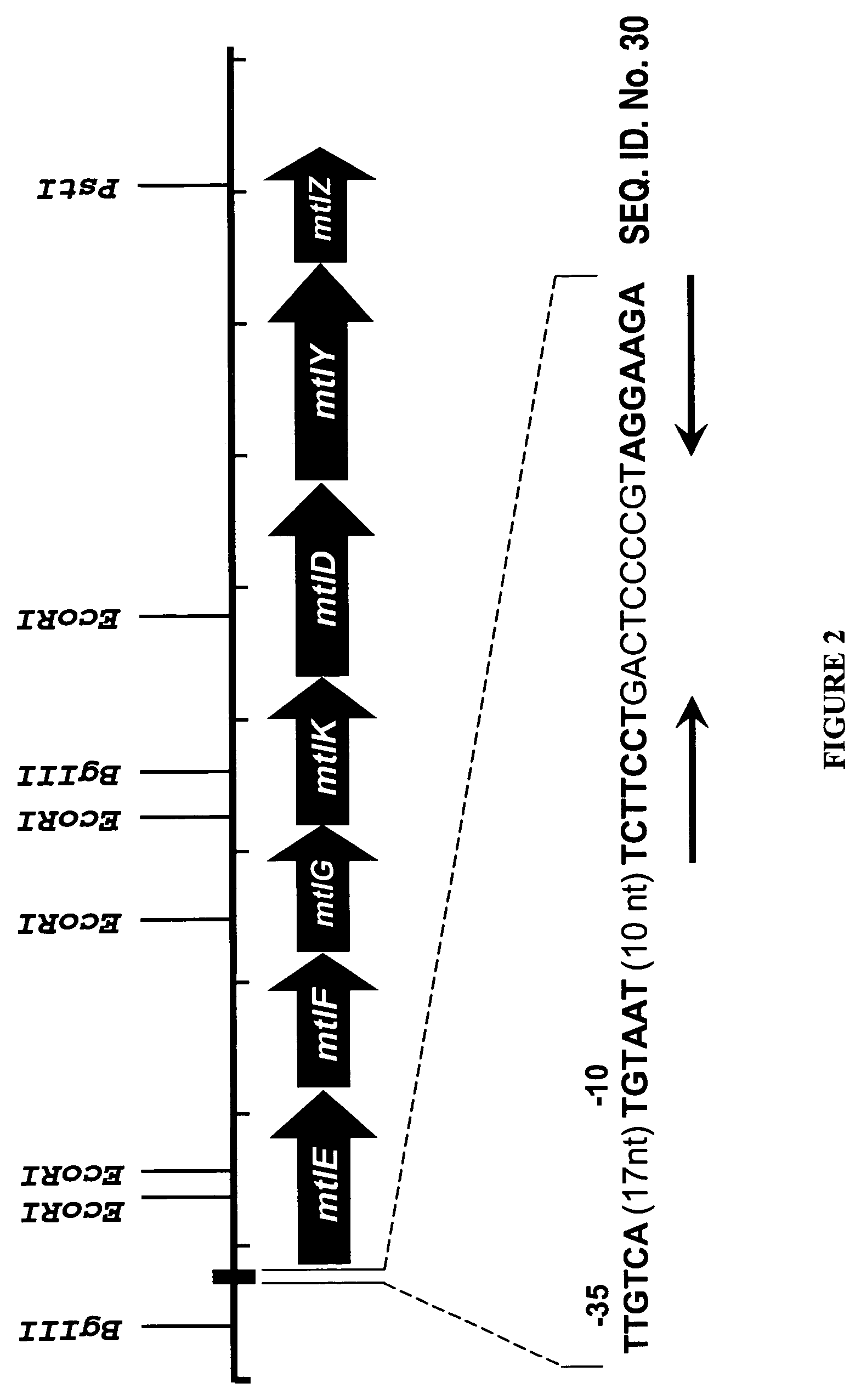 Mannitol induced promoter systems in bacterial host cells